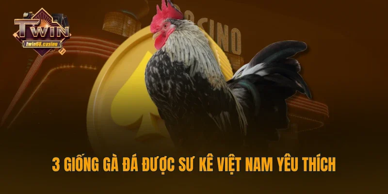 3 giống gà đá được sư kê Việt Nam yêu thích