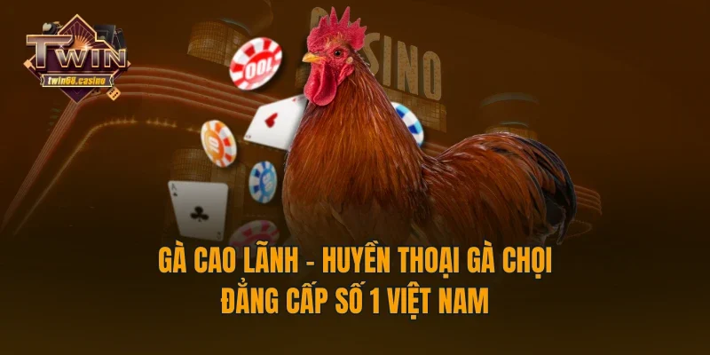 Gà Cao Lãnh - Huyền Thoại Gà Chọi Đẳng Cấp Số 1 Việt Nam