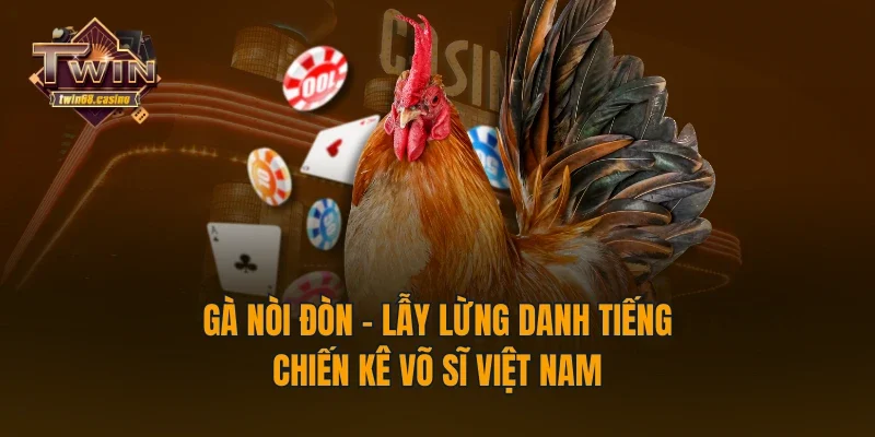 Gà Nòi Đòn - Lẫy Lừng Danh Tiếng Chiến Kê Võ Sĩ Việt Nam
